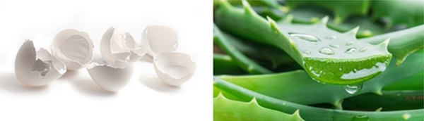 卵殻膜（左）とアロエベラ葉エキスのイメージ（画像はシャープの公式サイトから編集部がキャプチャ）