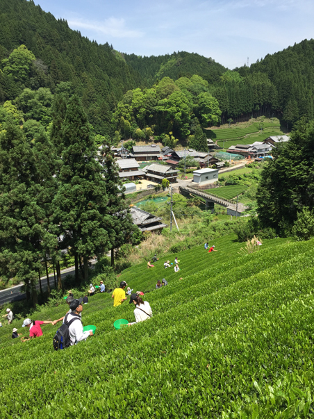 京都・和束の茶畑