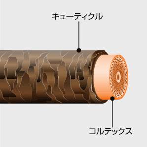 毛髪のキューティクルとコルテックス