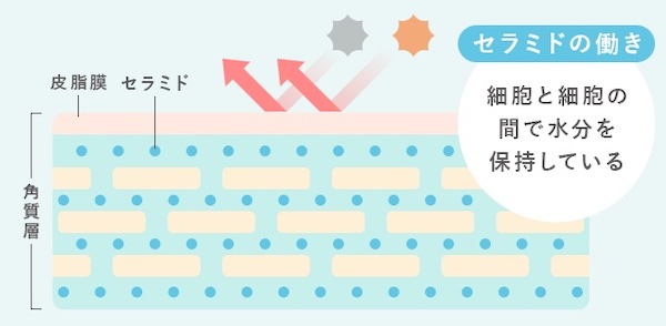 皮膚内部でのセラミドのイメージ