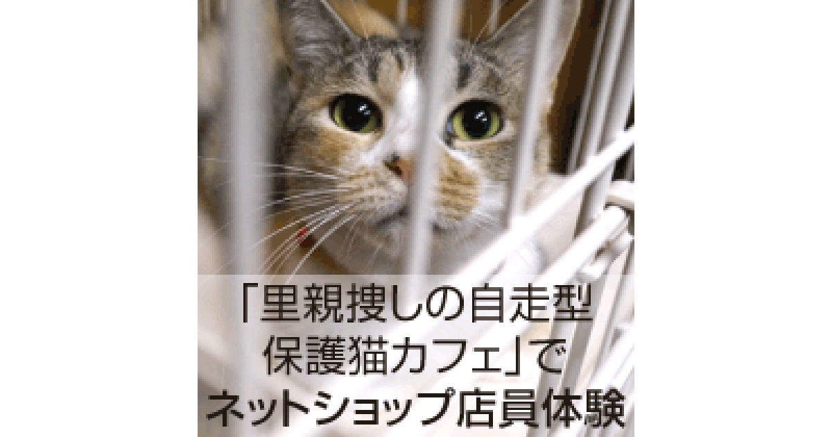 里親捜しの自走型保護猫カフェ でネットショップ店員体験 ネットショップ担当者フォーラム