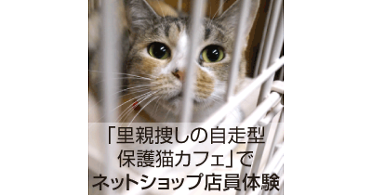 里親捜しの自走型保護猫カフェ でネットショップ店員体験 ネットショップ担当者フォーラム