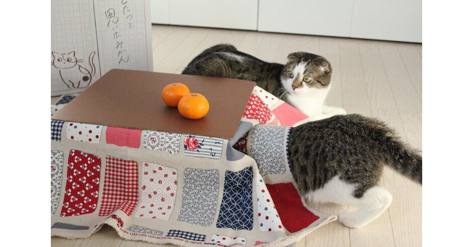 ネコ好きに愛されて累計5,500箱突破！日本初の猫専用こたつ付き