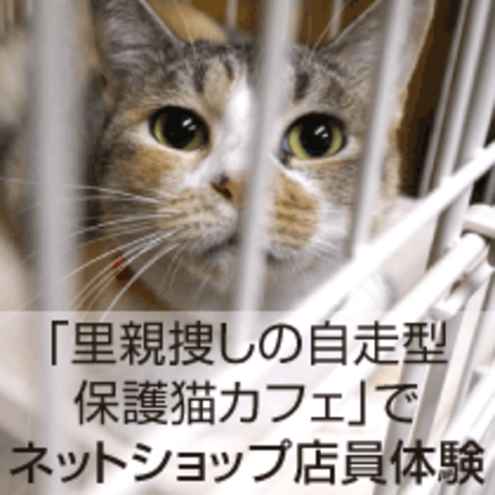 里親捜しの自走型保護猫カフェ でネットショップ店員体験 ネットショップ担当者フォーラム