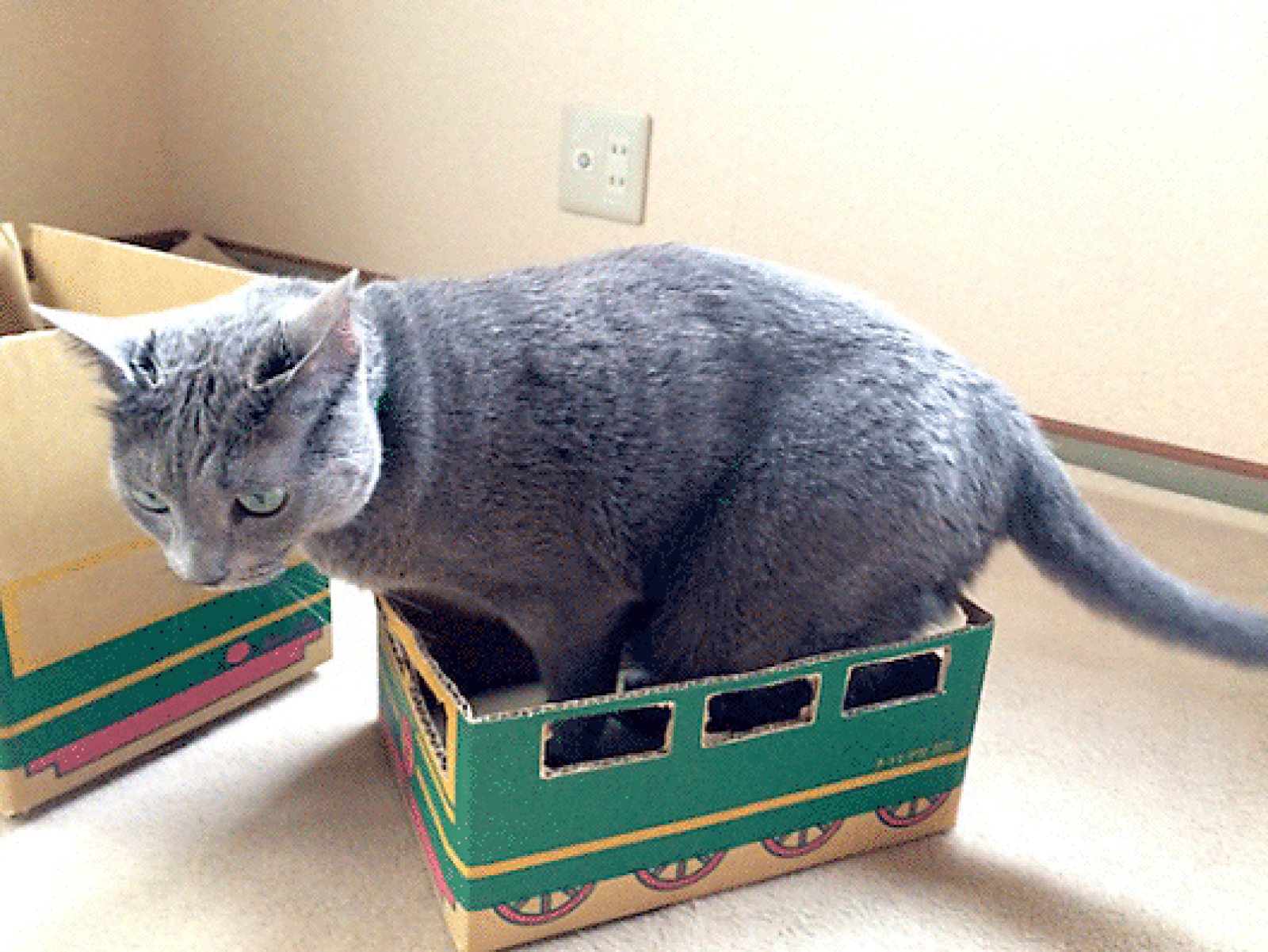 えっ、猫のヒゲケースが売れる！？ ビーグラッドの「ネコ好きの心」をつかむ商品作り | ネッ担ネコノミクス研究所 | ネットショップ担当者フォーラム