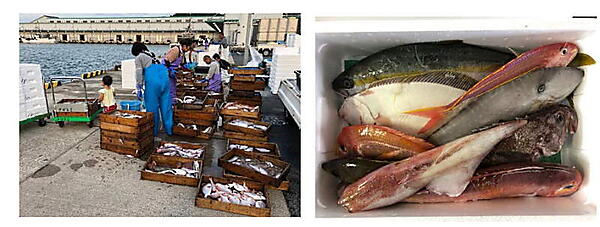 ダイエーは水揚げされた鮮魚をECサイトで注文を受けた当日に配送、最短で買い付け翌日に商品を届ける取り組みを開始した