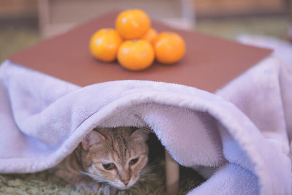 「#猫とこたつと思い出みかん」のハッシュタグをつけてユーザーが投稿した画像の一例